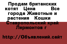 Продам британских котят › Цена ­ 500 - Все города Животные и растения » Кошки   . Ставропольский край,Лермонтов г.